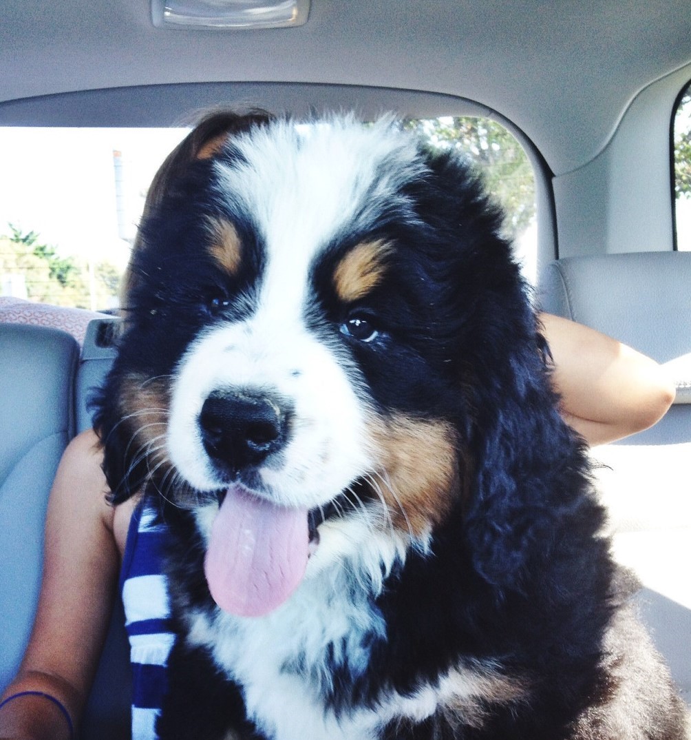 Photos Of Huge Puppies - Doggie Outpost