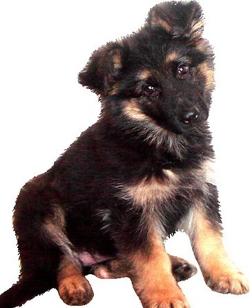 8 week old german shepherd puppy