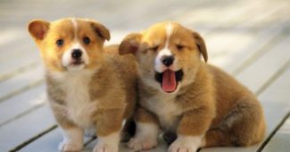 Corgi puppies having fun video
