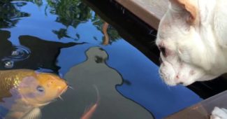video of a Bulldog in love with a fish