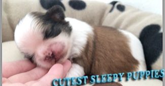 video of 2 weeks old Shih Tzu puppies