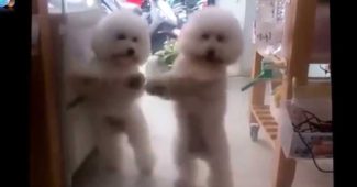 video of Bichon Frise dancing to favorite song