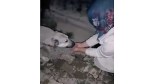 video kind woman gives water to stray dog