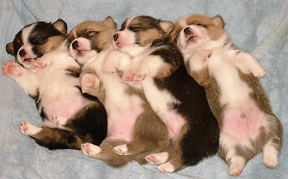 corgi puppy sleeping