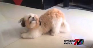 video of funny Shih Tzu