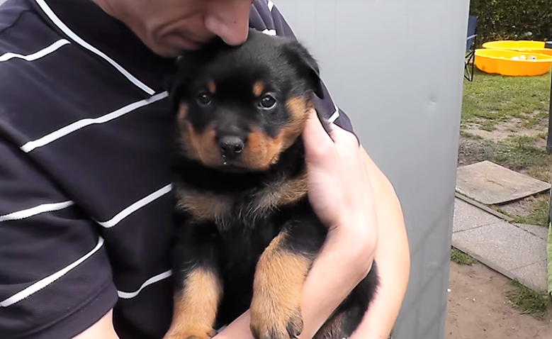 3 week old rottweiler puppy