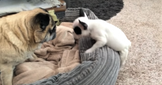 video Puppy trying to befriend Pug