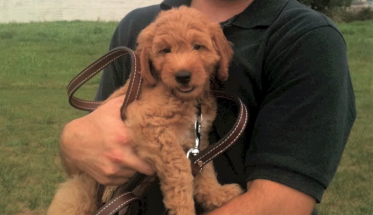 grown mini goldendoodle