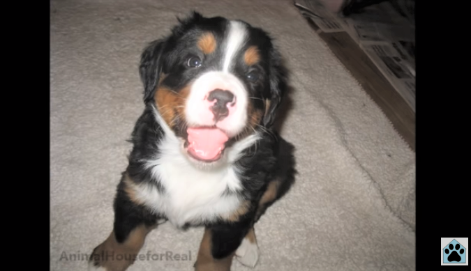 bernese mountain dog newborn
