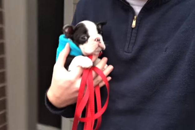 boston terrier 12 weeks