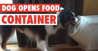 video of a Collie opening a dog proof container