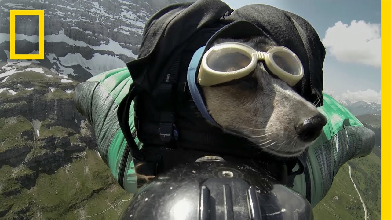[VIDEO] Dog Skydiving With Owner - Doggie Outpost