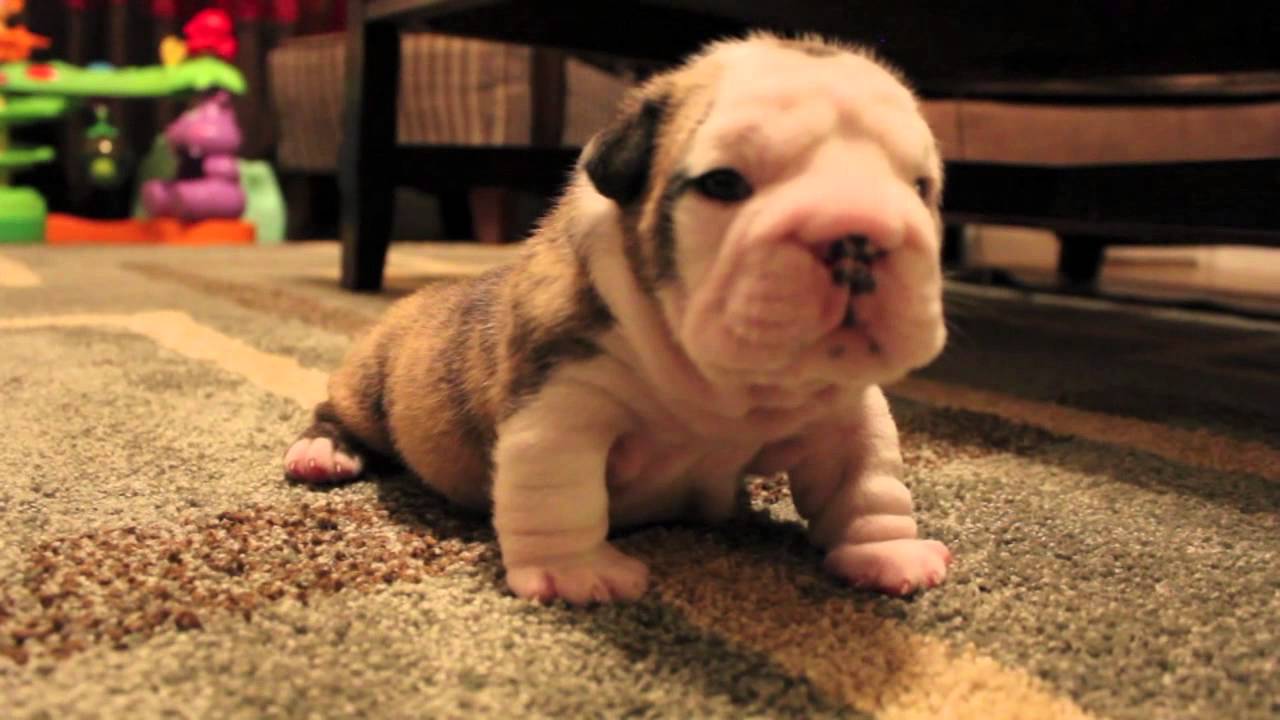puppyfind english bulldog
