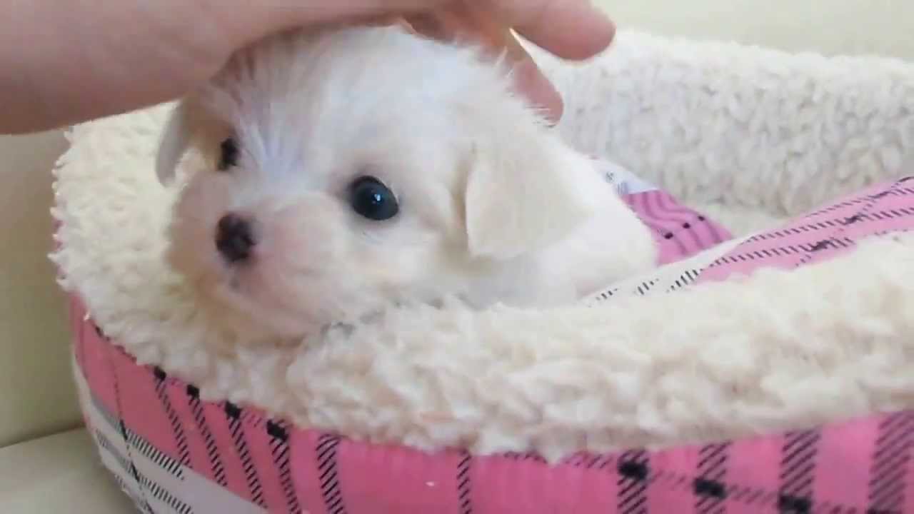 [VIDEO] Maltese Puppy In Her Doggie Bed Doggie Outpost
