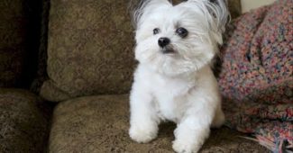 Norbert the dog showing his tricks