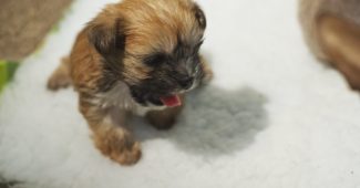 This puppy was adopted by a mama cat