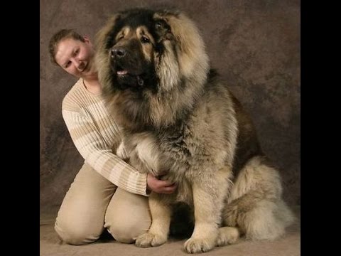 big dog sitting on lap