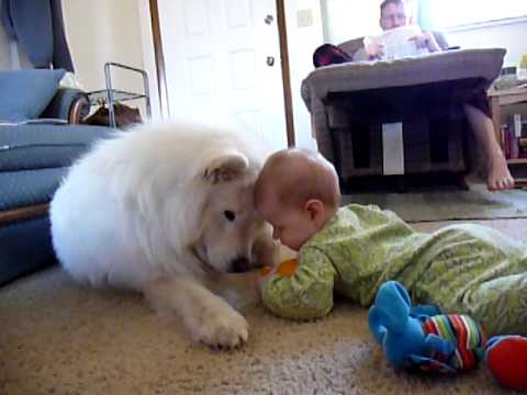 samoyed with baby