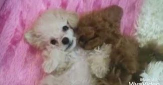 video of Shu the teddy bear dog