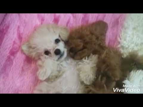 shu the teddy bear dog