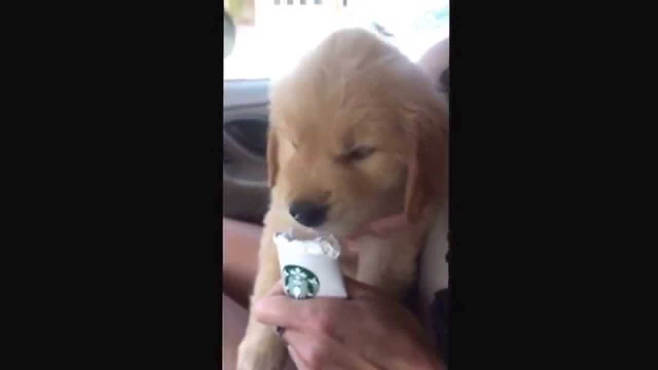 [VIDEO] This Puppy Is Enjoying A Puppuccino From Starbucks Doggie Outpost