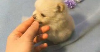 Pomeranian puppies showing their personalities