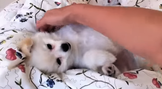 [VIDEO] This Puppy Wants To Stay In Bed - Doggie Outpost