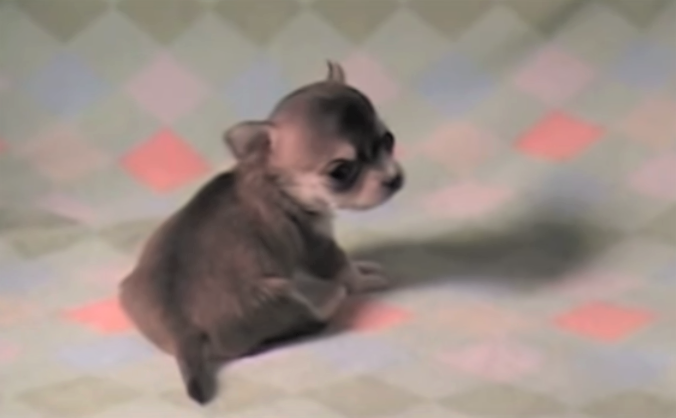 chihuahua 3 weeks old