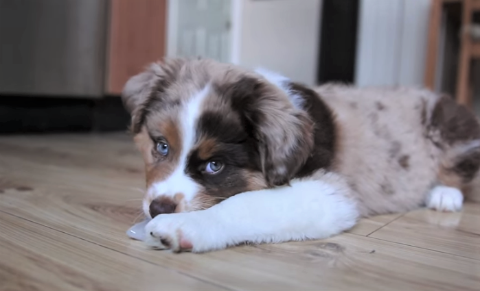 5 week old australian shepherd