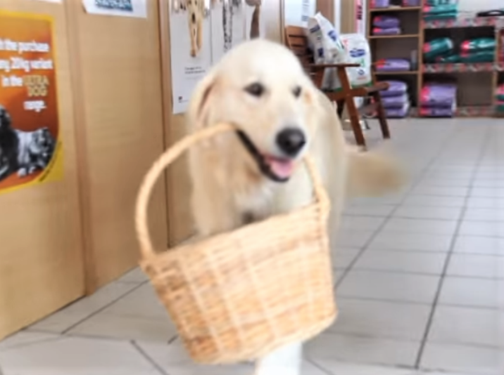 golden retriever shopping