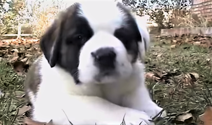 st bernard playing